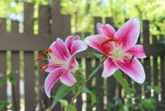 香水百合的花语是什么，不同颜色香水百合花语大全/白粉黄