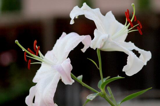 香水百合的花语是什么，不同颜色香水百合花语大全/白粉黄