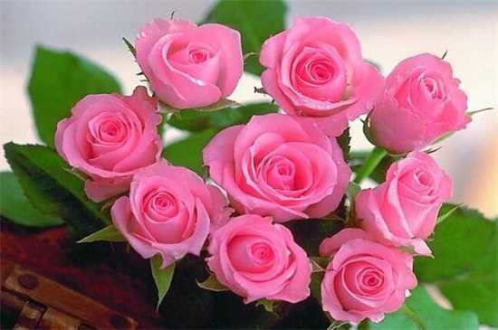 粉色玫瑰花语：初恋 感动的爱