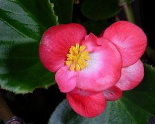四季海棠的花语和象征代表意义是什么？