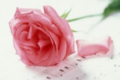 粉色玫瑰的花语是什么？