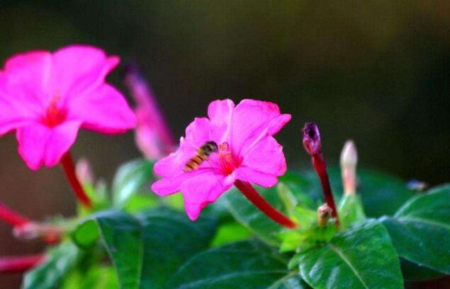 夜香花的花语，夜香花的花期