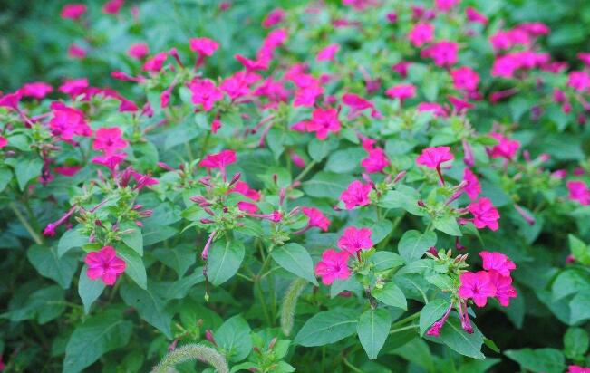 夜香花的花语，夜香花的花期