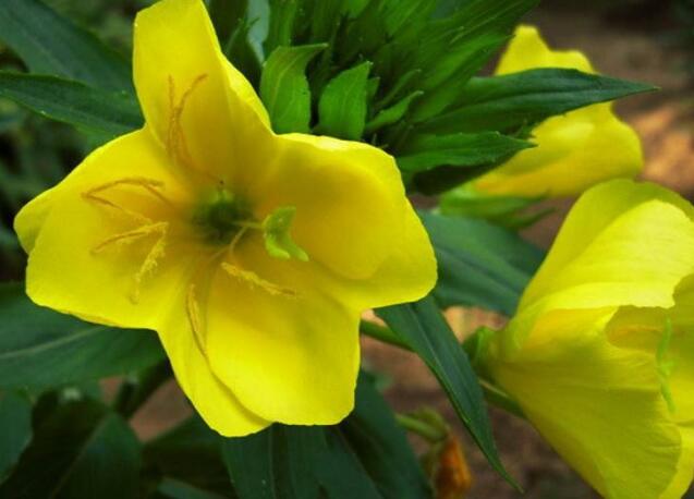 夜香花的花语，夜香花的花期