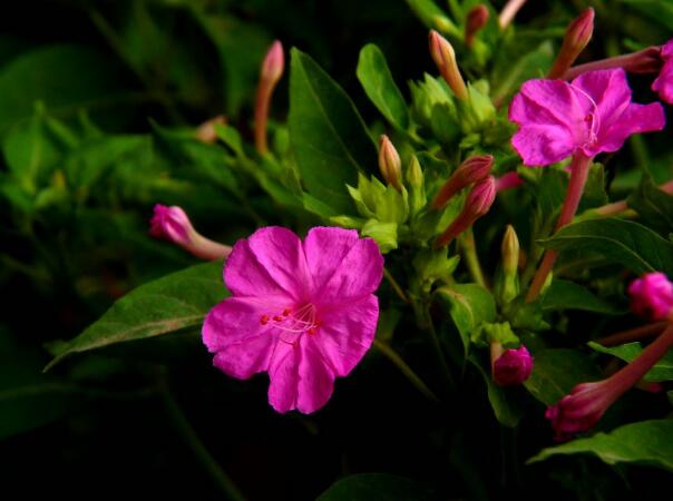 夜香花的花语，夜香花的花期