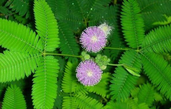 害羞草的花语，害羞草的花期