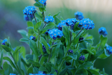 勿忘我花语,有什么颜色