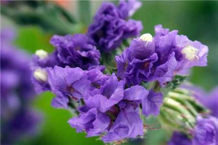 勿忘我花语,有什么颜色