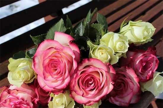 玫瑰的花语是什么：玫瑰花语：美好的爱情 不同颜色的玫瑰花语
