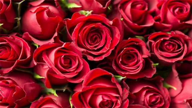玫瑰的花语是什么：玫瑰花语：美好的爱情 不同颜色的玫瑰花语