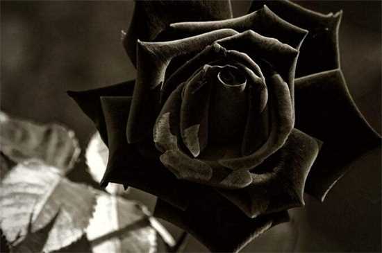 黑玫瑰花语 黑玫瑰传说