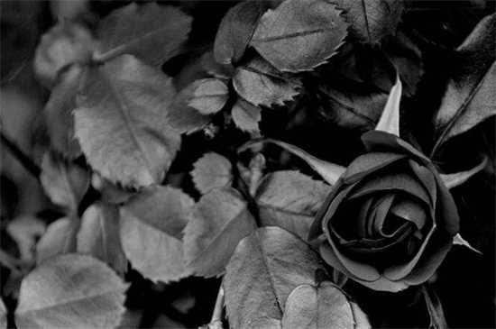 黑玫瑰花语 黑玫瑰传说