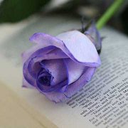 紫玫瑰的花语代表什么意思？