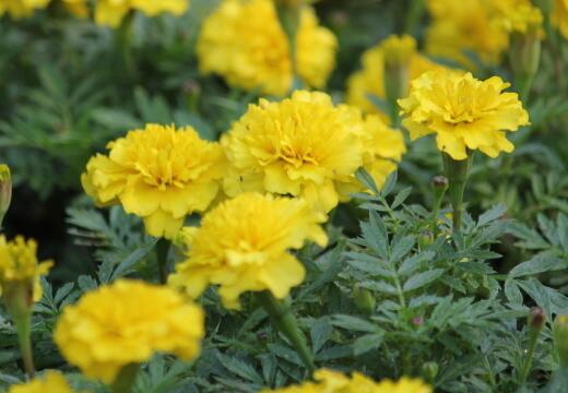 万寿菊的花语是什么，万寿菊的传说/代表健康长寿