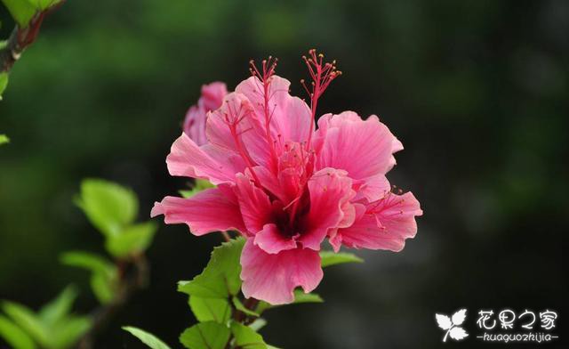 家养花卉就选“扶桑花”，花语：新鲜的爱情，耐热耐晒开花多