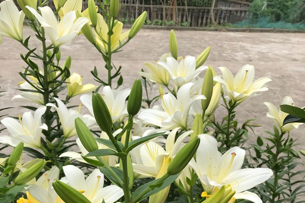 不同颜色百合花的花语和寓意