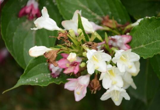 海仙花的花语是什么，海仙花的传说故事/活泼、自由