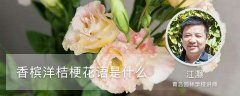 香槟洋桔梗花语是什么