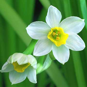 水仙花的花语代表意思,有什么特别的含义吗?