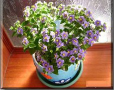 室内盆栽植物紫芳草的花语是什么？