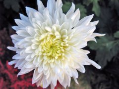 白日菊的花语是什么？
