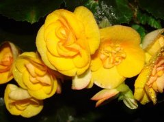 丽格秋海棠的花语是什么？
