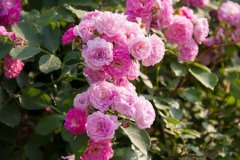 蔷薇花的花语是什么？