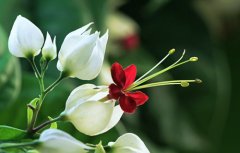 龙吐珠花的花语是什么？