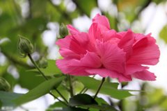 木芙蓉的花语是什么？