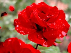 血色蔷薇花的花语是什么？