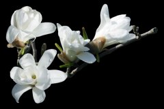 木兰花的花语是什么？