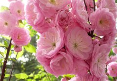 榆叶梅的花语是什么？