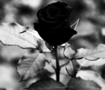 黑玫瑰花语——温柔真心送于你！