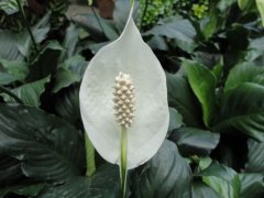 白掌花的花语是什么？