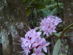 羊角花(杜鹃花)的花语及传说