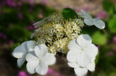 琼花的花语是什么？