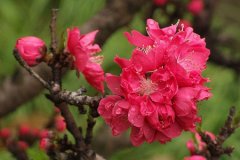 碧桃花的花语是什么？