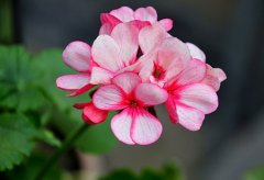 天竺葵的花语是什么？