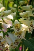 毛地黄花的花语是什么？