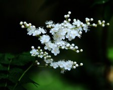 珍珠梅的花语是什么？