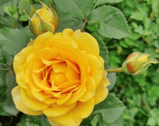 黄色蔷薇花的花语是什么？