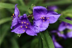 紫露草的花语是什么？