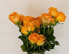 金玫瑰的花语是——珍重祝福 嫉妒失恋