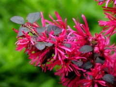 红花檵木的花语是什么？