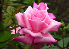 粉蔷薇的花语是什么？