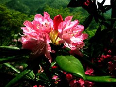 石楠花的花语是什么？