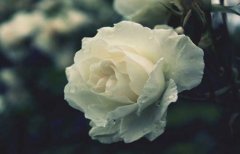 白玫瑰的花语和象征代表意义是什么？白玫瑰图片