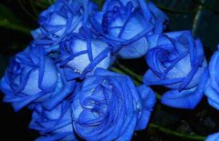 关于蓝玫瑰的花语和故事传说