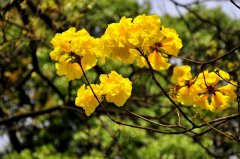 黄花风铃木的花语是什么？
