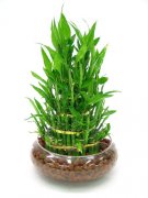 富贵竹的花语是什么？